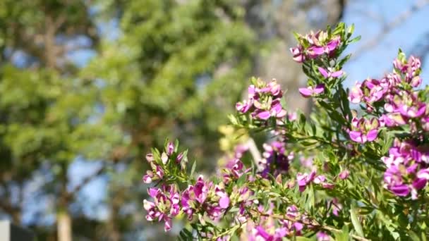 Myrtle leaf milkwort purpurowy kwiat, Kalifornia USA. Polygala myrtifolia wiosenny kwiat. Ogrodnictwo, amerykańska dekoracyjna roślina ozdobna naturalna atmosfera botaniczna. Wiosenny kwiat fioletowy — Wideo stockowe