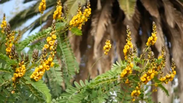 Afrika senna çiçeği, Kaliforniya, ABD 'de bahçıvanlık yapıyor. Doğuştan botanik geçmişi var. Bahar sabahı bahçesinde sarı çiçek, yumuşak odak noktasında taze bahar bitkisi. Şamdan sulu bitki. — Stok video