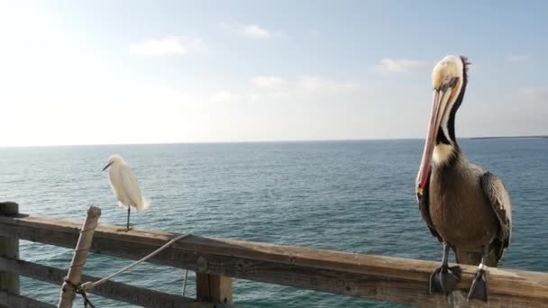 米国カリフォルニア州の桟橋の手すりにペリカンと白の雪の挨拶。海のビーチ、海岸のサギの鳥. — ストック動画