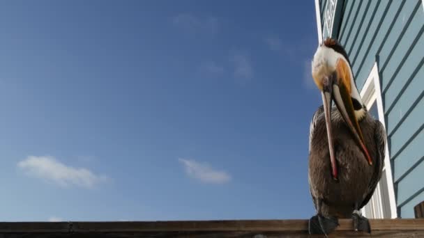 Pellicano marrone selvatico sul molo, California oceano spiaggia USA. Pelecano costiero, grosso uccello. Becco a becco grosso — Video Stock