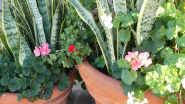 Kırmızı sardunya çiçekleri, doğal botanik yakın plan. Kırmızı pelargonyum, çiçek saksısında, Meksika bahçesinde, Kaliforniya, ABD 'de ev bahçesinde çiçek açıyor. Canlı bir bitki örtüsü. Canlı sulu bitki renkleri