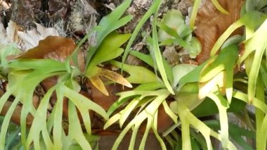 Elkhorn boynuzlu eğreltiotu yeşil yaprakları. Egzotik tropikal Amazon yağmur ormanları botanik atmosferi. Doğal yemyeşil yeşillik, cennet estetiği. Platycerium bifurcatum sulu taze bitki