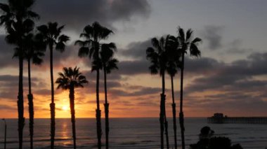 Kaliforniya 'da palmiyeler ve alacakaranlık gökyüzü. Tropik okyanus sahili günbatımı atmosferi. Los Angeles titreşimleri.