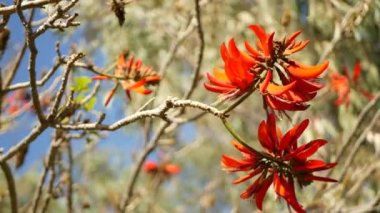 Kaliforniya 'nın bahçesinde kırmızı mercan ağacı çiçeği. Erythrina alev ağacı bahar çiçeği, romantik botanik atmosfer, narin tropikal çiçekler. Bahar ışıl ışıl renkler. Yumuşak bulanıklık tazeliği