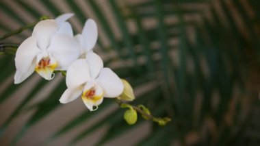 Beyaz orkide çiçeği ve palmiye yaprağı gölgesi. Zarif narin, yumuşak çiçek. Egzotik tropikal orman yağmur ormanları modaya uygun botanik atmosfer. Koyu yeşil cennet estetiği