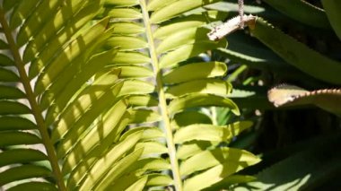 Cycad eğreltiotu yaprakları California, ABD 'de. Yeşil, sulu, doğal botanik yaprakları. Ensefalartos ya da zamiaceae dioon palmiye yeşilliği. Tropik yağmur ormanları orman atmosfer bahçesi tasarımı