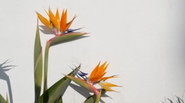 Strelitzia cennet kuşu tropikal turna çiçeği, California USA. Portakal rengi egzotik çiçekler, beyaz duvarda gölgeler, bahçe işleri için doğal moda bitkiler. Los Angeles yaz atmosferi