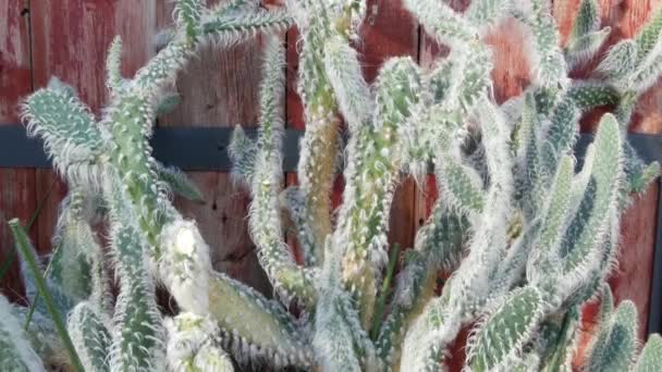 Cactus planta suculenta, Califórnia EUA. Flora do deserto, clima árido flor natural, fundo botânico close up. Planta de sala ornamental incomum verde. Jardinagem na América, cresce com aloés e agave — Vídeo de Stock