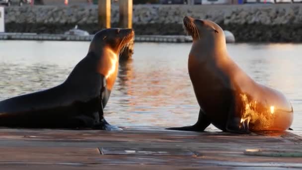 Seelöwe Rookie auf Pier, Kalifornien USA. Wildtiere an der kalifornischen Küste. Wilde Robbe durch Meerwasser. — Stockvideo