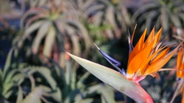Strelitzia bird of paradise tropical crane flower, California USA. Flor floral vívida exótica naranja, atmósfera de selva amazónica, follaje exuberante natural, planta de interior de moda para la jardinería en el hogar — Vídeos de Stock