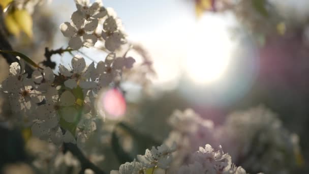 Jarní bílý květ třešně, Kalifornie, USA. Jemné jemné sakura květy hrušky, jablka nebo meruňky. Jarní svěží romantická atmosféra, čistý botanický květ, měkké ostření bokeh. — Stock video