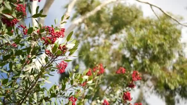 Röda bär på träd, trädgårdsarbete i Kalifornien, USA. Naturliga atmosfäriska botaniska närbild bakgrund. Viburnum, vår eller höst morgon trädgård eller skog, färsk vår eller höst flora i mjuk fokus — Stockvideo