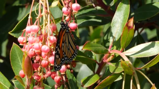 Monark fjäril pollinera arbutus blomma, Kalifornien USA. Rosa madrone blomma, romantisk botanisk atmosfär, delikat exotisk blomma. Vårpastellfärger. Våren morgon friskhet i trädgården — Stockvideo