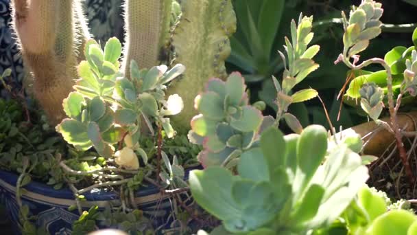 Succulents in flowerpot, gardening in California USA. Green house plants in colorful clay pots. Mexican style garden design, arid desert decorative floriculture. Natural botanical ornamental greenery — Stock Video