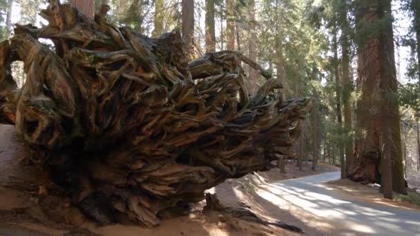 Wortels van gevallen sequoia, reusachtige sequoia boomstam in het bos. Onontwortelde grote naaldbomen liggen in het nationale park van Noord-Californië, Verenigde Staten. Milieubehoud en toerisme. Oud groeibos — Stockvideo