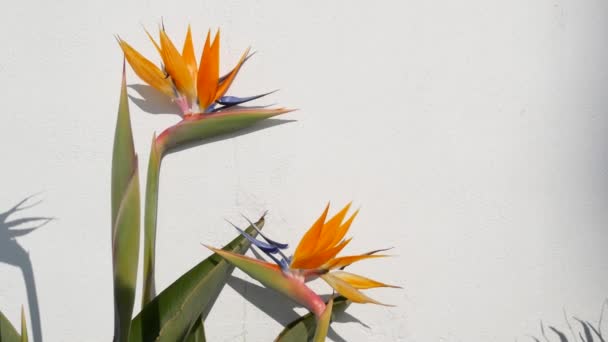 Ptak Strelitzia z rajskiego tropikalnego żurawia, Kalifornia, USA. Pomarańczowy egzotyczny kwiat kwiatowy, cień na białej ścianie, naturalna modna roślina domowa do ogrodnictwa domowego. Los Angeles letnia atmosfera — Wideo stockowe