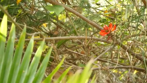 Foresta subtropicale in California Stati Uniti. Fresca atmosfera primaverile mattutina, legno verde brillante, foresta pluviale naturale soleggiata. Fogliame lussureggiante di primavera illuminato dal sole deserto di bosco. Botanico succosa vegetazione — Video Stock