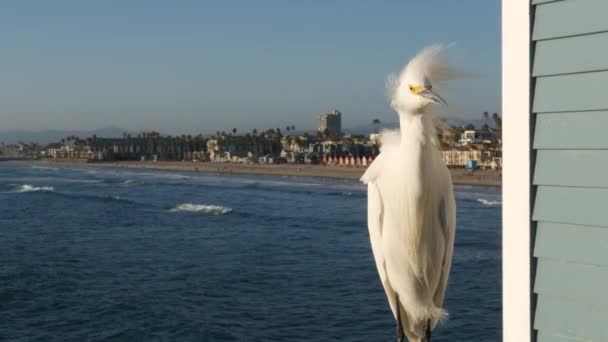 米国カリフォルニア州の桟橋の手すりに白い雪の挨拶。海のビーチ、海の水の波。海岸ヘロン鳥 — ストック動画