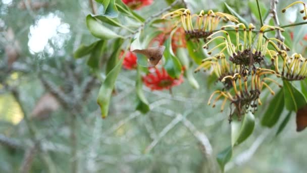 Firewheel tree röda blommor, Kalifornien USA. Australiska vita nötkött ek, stenocarpus sinuatus ovanliga unika ursprungliga exotiska blomstÃ ¤llning. Lugn skogsatmosfär, tropisk regnskogsträdgårdsdesign — Stockvideo