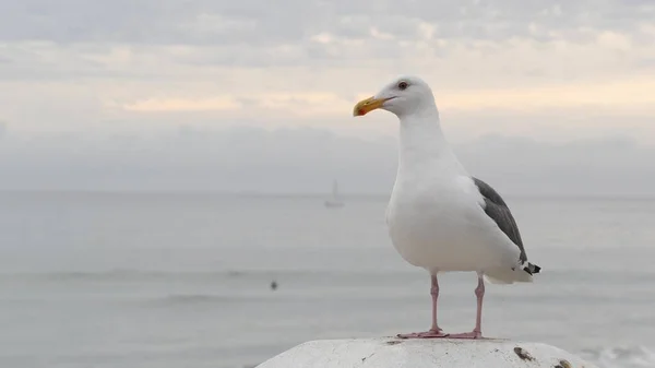 白色海鸥，加利福尼亚太平洋海滩。可爱的小鸟紧贴着海滨的码头. — 图库照片