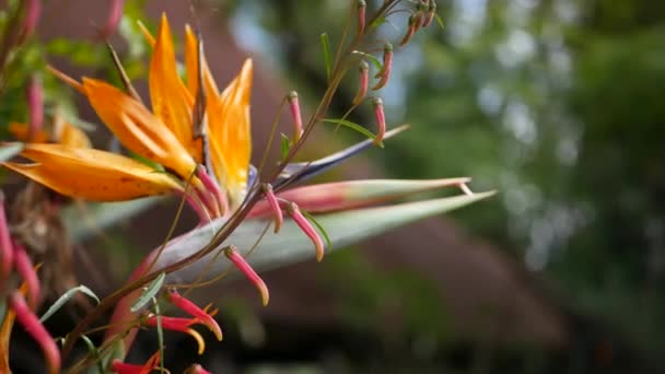 Strelitzia fågel av paradiset tropisk trana blomma, Kalifornien USA. Orange exotisk levande blommor, amazon djungel regnskog atmosfär, naturlig frodig bladverk, trendig krukväxt för hem trädgårdsskötsel — Stockvideo