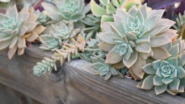 Succulent plants collection, gardening in California, USA. Home garden design, diversity of various botanical hen and chicks. Assorted mix of decorative ornamental echeveria houseplants, floriculture clipart