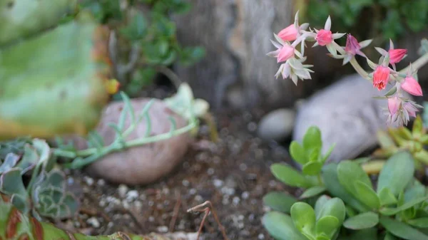 Διακοσμητικά λουλούδια κήπου, κηπουρική στην Καλιφόρνια, ΗΠΑ. Διακοσμητική βοτανική ανθοκομία. Ανθισμένη χλωρίδα, ζουμερά χρώματα φυτών — Φωτογραφία Αρχείου