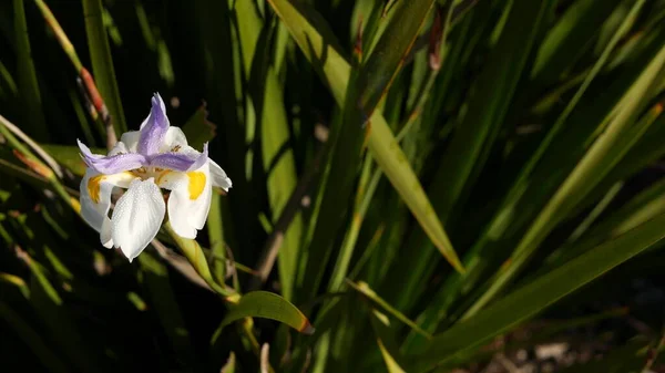 白色的虹膜花，美国加利福尼亚的园艺。美丽的花朵在春天的早晨花园绽放，花瓣上滴着新鲜的露珠。春天植物在柔软的焦点。自然植物特写背景 — 图库照片