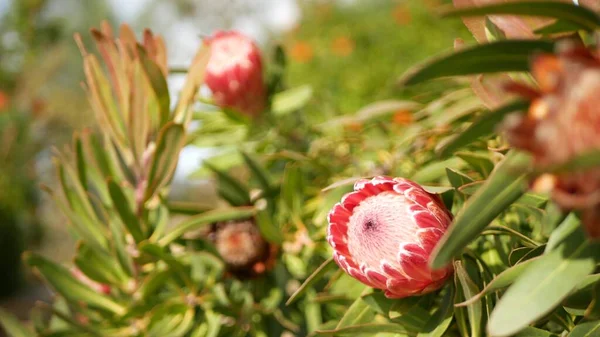 Protea flor rosa no jardim, Califórnia EUA. Sugarbush repens flor de primavera, atmosfera botânica romântica, flor exótica delicada. Coral cor de salmão primavera. Flora da África do Sul. Desfoque suave — Fotografia de Stock