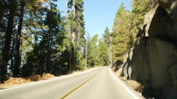 Driving auto in sequoia forest, perspective view from car. Large redwood coniferous trees and roadway near Kings Canyon. Road trip in national park of Northern California, USA. Hitchhiking traveling — Stock Photo, Image