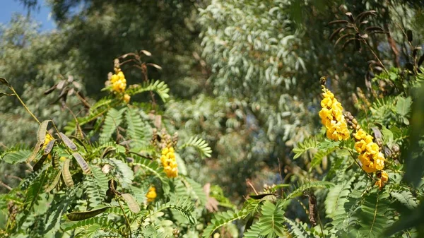 Afrika senna çiçeği, Kaliforniya, ABD 'de bahçıvanlık yapıyor. Doğuştan botanik geçmişi var. Bahar sabahı bahçesinde sarı çiçek, yumuşak odak noktasında taze bahar bitkisi. Şamdan sulu bitki. — Stok fotoğraf
