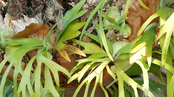 Elkhorn staghorn kapradí zelené listy. Exotická tropická amazonská pralesní botanická atmosféra. Přírodní svěží zeleň živá zeleň, estetický ráj. Platycerium bifurcatum šťavnaté čerstvé rostliny — Stock fotografie