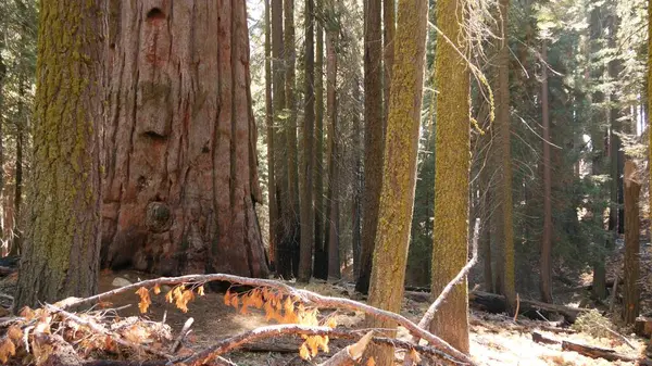 Floresta de sequoia, sequoias no parque nacional, norte da Califórnia, EUA. Floresta velha perto de Kings Canyon. Trekking e caminhadas turismo. Pinheiros coníferas lagre único com enormes troncos altos — Fotografia de Stock
