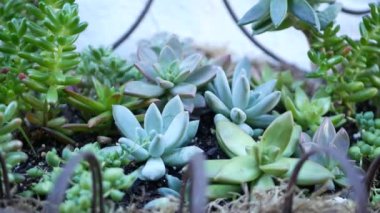 Sulu bitki koleksiyonu, Kaliforniya, ABD 'de bahçıvanlık. Ev bahçesi tasarımı, çeşitli botanik tavuk çeşitliliği ve yavrular. Dekoratif dekoratif ekvator çiçekleri, çiçekçilik karışımı.