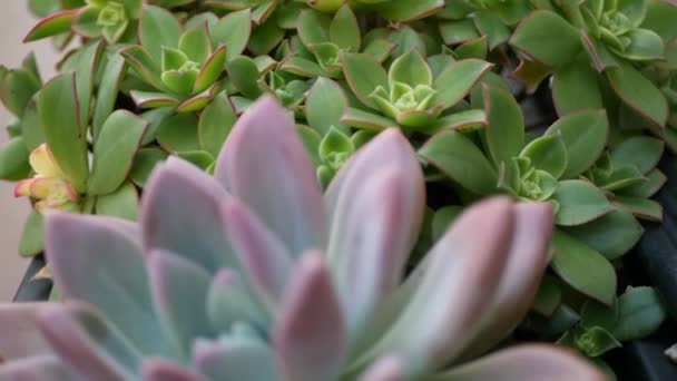 Colección de plantas suculentas, jardinería en California, EE.UU. Diseño de jardín casero, diversidad de varias gallinas y pollitos botánicos. Surtido de mezcla de plantas ornamentales decorativas de la echeveria, floricultura — Vídeo de stock