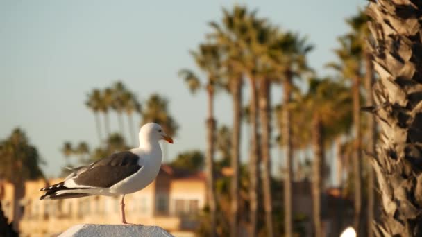 Racek na dřevěném molu. Pták zblízka v Oceanside. Kalifornie. Domy u moře. — Stock video