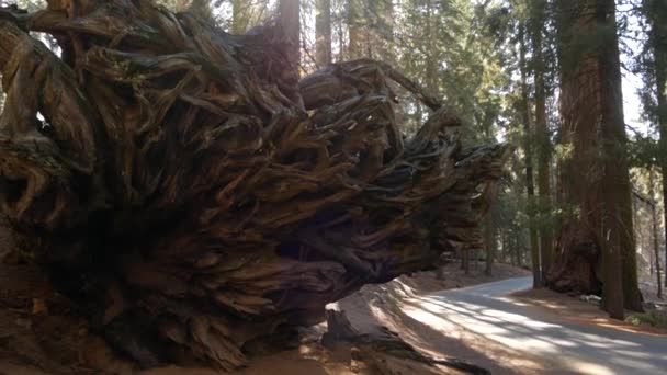 Wurzeln umgestürzter Mammutbäume, riesiger Mammutbaum-Stamm im Wald. Entwurzelte große Nadelkiefern liegen im Nationalpark Nordkalifornien, USA. Umweltschutz und Tourismus. Althölzer — Stockvideo
