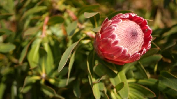 Protea pink flower in garden, California USA. Sugarbush repens springtime bloom, romantic botanical atmosphere, delicate exotic blossom. Coral salmon spring color. Flora of South Africa. Soft blur — Stock Video