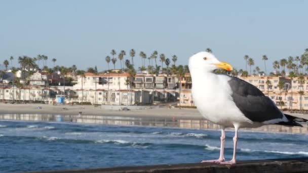 木製の桟橋の手すりにカモメ。海側で鳥が閉じます。カリフォルニアだ。海辺の家. — ストック動画