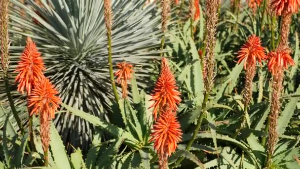 Aloe succulent plant red flower, California USA. Pouštní flóra, suché klima přírodní botanické zblízka pozadí. Živý šťavnatý květ Aloe Very. Zahradnictví v Americe, roste s kaktusem a agáve — Stock video
