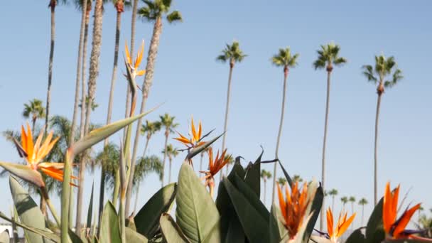 Palms Los Angelesben, Kaliforniában, USA-ban. Nyári esztétika Santa Monica és Velence Beach a Csendes-óceánon. Strelitzia madár paradicsom virág. Beverly Hills légköre Hollywoodban. LA-rezgések — Stock videók