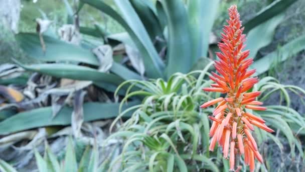 Aloë sappige plant rode bloem, Californië Verenigde Staten. Woestijnflora, dorre klimaat natuurlijke botanische close-up achtergrond. Levendige sappige bloei van Aloë Vera. Tuinieren in Amerika, groeit met cactus en agave — Stockvideo