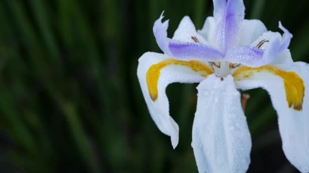 Λευκό άνθος ίριδας, κηπουρική στην Καλιφόρνια, ΗΠΑ. Ευαίσθητο άνθος στον ανοιξιάτικο κήπο, σταγόνες δροσιάς στα πέταλα. ανοιξιάτικη χλωρίδα σε απαλή εστίαση. Φυσικό βοτανικό κοντινό φόντο — Αρχείο Βίντεο