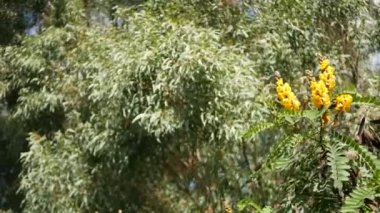 Afrika senna çiçeği, Kaliforniya, ABD 'de bahçıvanlık yapıyor. Doğuştan botanik geçmişi var. Bahar sabahı bahçesinde sarı çiçek, yumuşak odak noktasında taze bahar bitkisi. Şamdan sulu bitki.