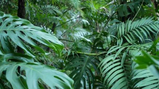Екзотична тропічна атмосфера джунглів Монстери. Свіже соковите листя льоду, амазонка густий зарослий глибокий ліс. Темна натуральна зелень пишне листя. Вічнозелена екосистема. Рай спокійний естетичний — стокове відео