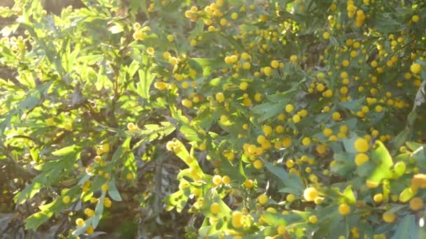Acacia Glaucoptera黄色の花、カリフォルニア州米国。オーストラリアの固有フラットまたは粘土の壁、珍しいユニークな元のエキゾチックな花序。穏やかな春の朝の雰囲気、熱帯雨林 — ストック動画