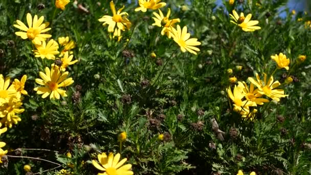 Żółty kwiat stokrotki, ogrodnictwo w Kalifornii, USA. Naturalne botaniczne zbliżenie tła. Euryops Pectinatus kwitną w wiosennym ogrodzie. Wiosenna flora, krzak Asteraceae w miękkiej ostrości. — Wideo stockowe