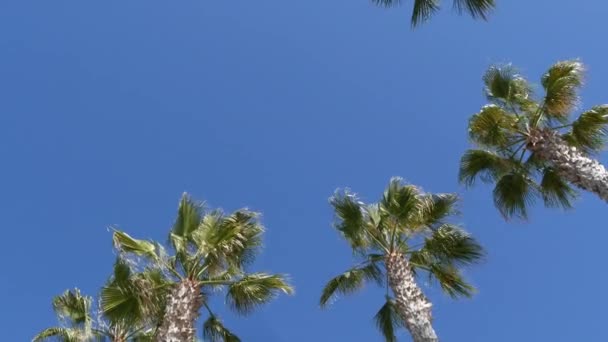 Palmeras en Los Ángeles, California, EE.UU. Estética veraniega de Santa Mónica y Venice Beach en el océano Pacífico. Cielo azul claro y palmeras icónicas. Atmósfera de Beverly Hills en Hollywood. LA vibraciones — Vídeos de Stock