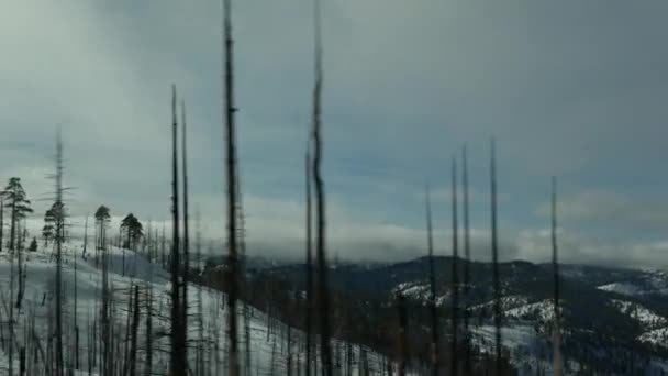 Incendio boschivo, alberi carbonizzati bruciati negli Stati Uniti. Nero secco bruciato bosco di conifere bruciato dopo conflagrazione. Legname secco danneggiato nel Bryce Canyon. Disastri naturali e catastrofi ecologiche — Video Stock