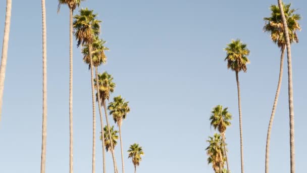 ロサンゼルス,カリフォルニア州,アメリカ.太平洋上のサンタモニカとヴェネツィアビーチの夏の美学。澄んだ青い空と象徴的なヤシの木。ハリウッドのビバリーヒルズの雰囲気。LA vibes — ストック動画